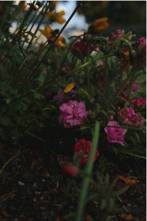 Bouquet close-up