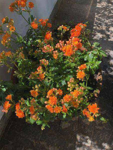 Bouquet on doorstep