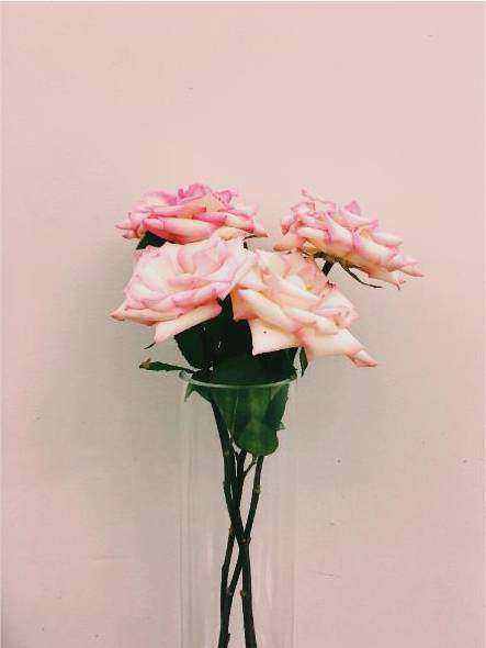 Close-up roses
